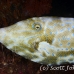 filefish_scrawled_hd_lan_h_0272_tha5849.jpg